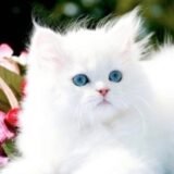 اصدقاء الليل«𝓕𝓸𝔁»