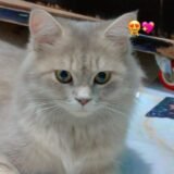 لمتنا متحلاش غير بينا